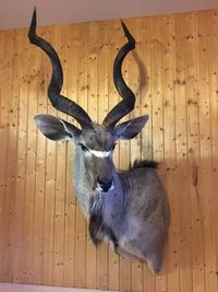 Kuduantilope