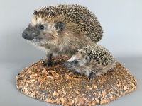 Igel